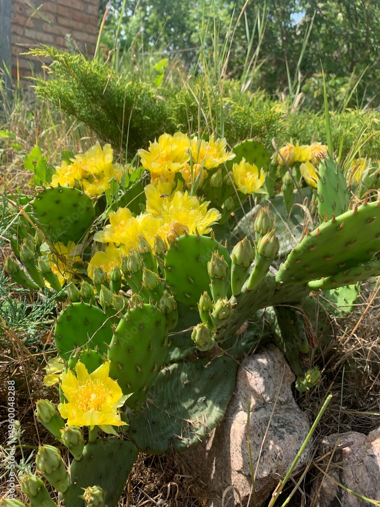 Fototapeta premium Yellow cactus flowers