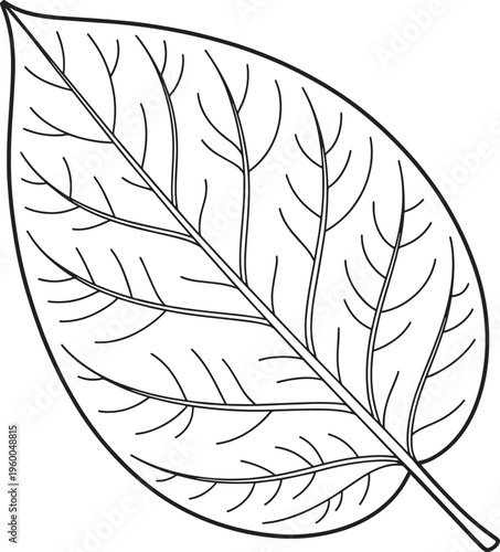veiny leaf surfaces sharp clean defined botanical line art