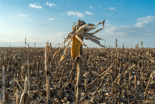 Tableau sur toile A lone corn stalk shows remnants of harvest in a dry field