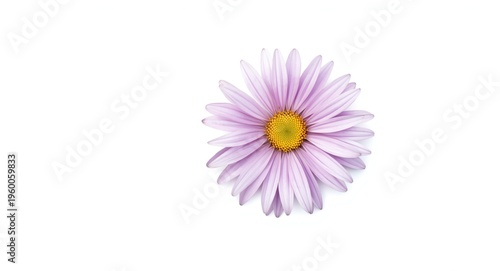 focused aster flower solitary on a solid white background