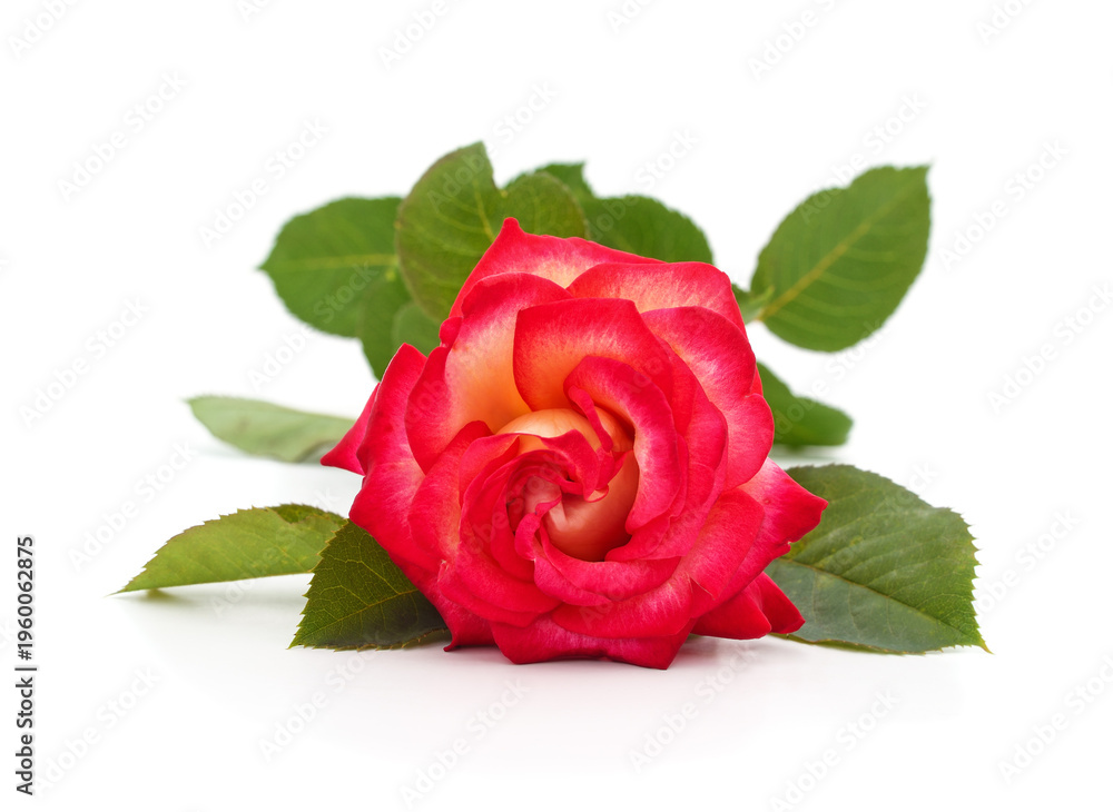 Fototapeta premium Beautiful red and yellow rose with green leaves.