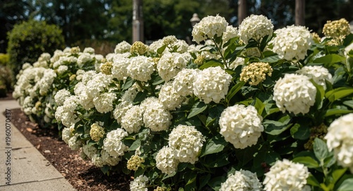 Shallow depth photograph of hydrangea bushes covered with white flowers on a clear sunny day