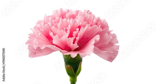 Close up view of a fresh pink carnation flower isolated on white background