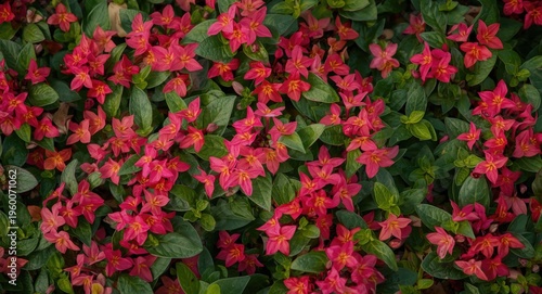 Colorful Vinca flowers blooming vibrantly with lush green leaves in a natural garden setting