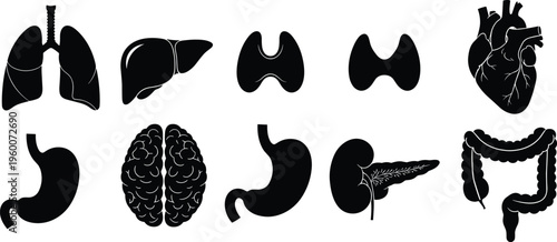 Black silhouettes of human organs white background lungs