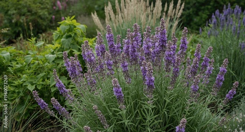 Purple Sage Blooming Vigorously with Thick Green Foliage in Outdoor Garden