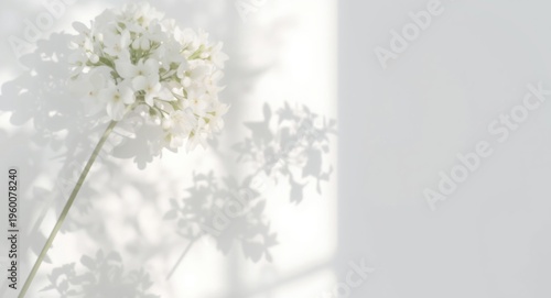 Soft natural floral shadows on white wall surface with smooth blurred overlay and copy space