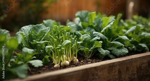 Productive raised bed with companion plants including cabbage, peas, and onions growing together