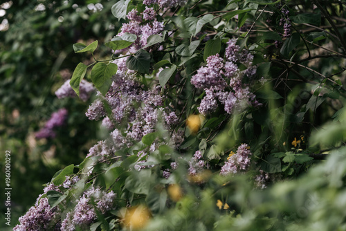 Lilac blooming in spring time