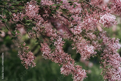 Lilac blooming in spring time