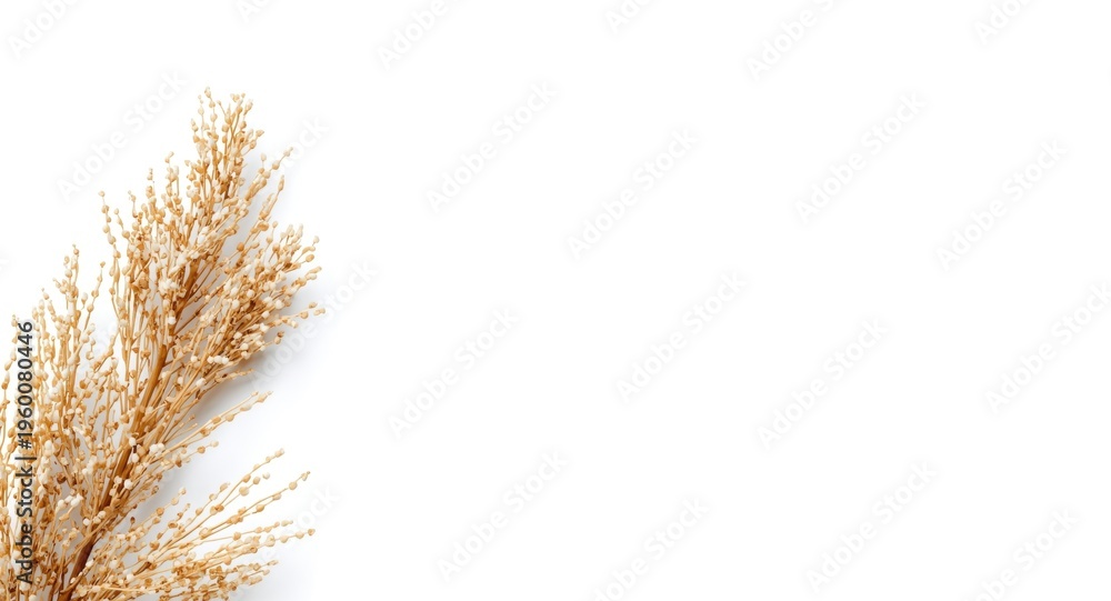 Fototapeta premium Isolated garden with white background and textured plant made of natural materials