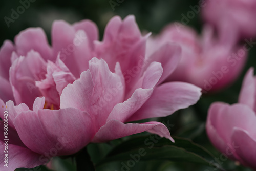 Macro view of purple peony flower bloom, springtime flower