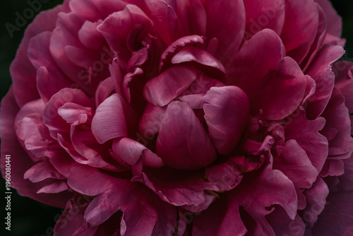 Macro view of purple peony flower bloom, springtime flower