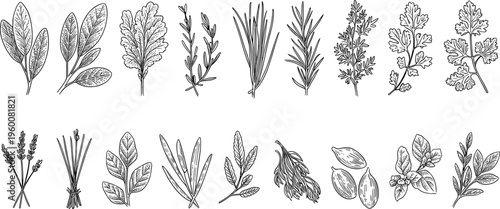 Detailed Engraved Illustrations of Culinary Herbs and Spices Keywords: herbs, spices, culinary, cooking, seasoning, garnish