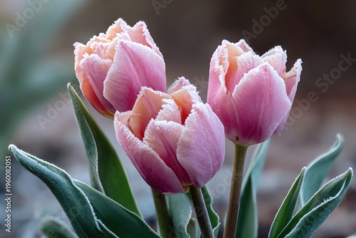 Frozen tulips in a winter garden, frost on petals, pale light
