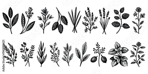 Hand Drawn Botanical Illustrations of Herbs and Plants in Black and White Keywords: herbs, plants, botanical, illustration