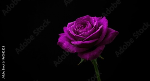 Lavish purple rose greeting card with a deep black backdrop and a standout bloom