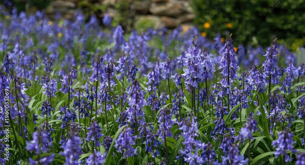 Obraz premium Garden filled with thriving Spanish bluebells and lush bluebells in peak bloom