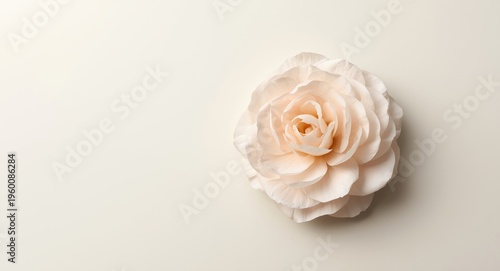 Minimalist elegant camellia blossom with delicate layered petals on a smooth pale backdrop