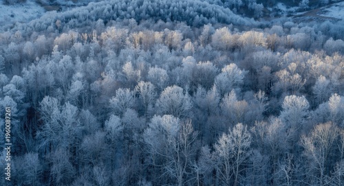 Overhead forest scene displ...