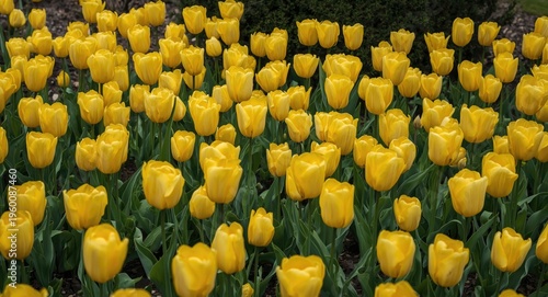 Golden yellow tulips flouri...