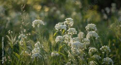 Quiet nature scene with whi...