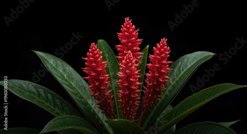 Freshly blooming red ixora ...