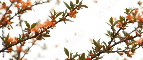 Orange tree flowering twigs...