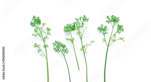 Parsley sprigs isolated on ...