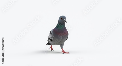 Animated jacket pigeon walk...