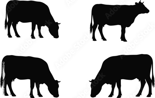 Black silhouettes of cows in different positions cattle white background