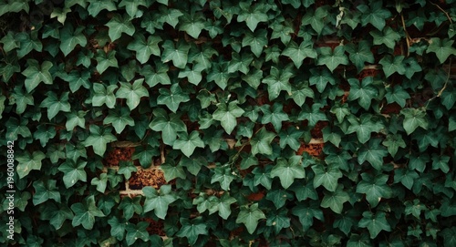 Focused image of ivy plant ...