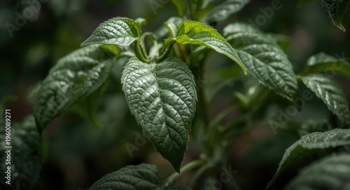 Garden close up of tomato p...
