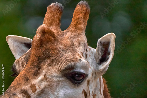 Photography Giraffe ossicones close-up