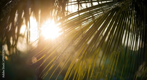 Soft focus palm leaf canopy...