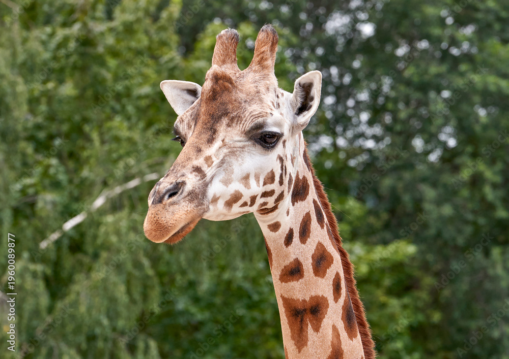 Obraz premium Giraffe portrait in the zoo