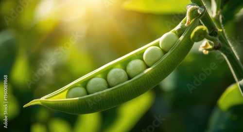 Happy green peas coexisting...