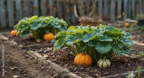 Small-scale vegetable garde...