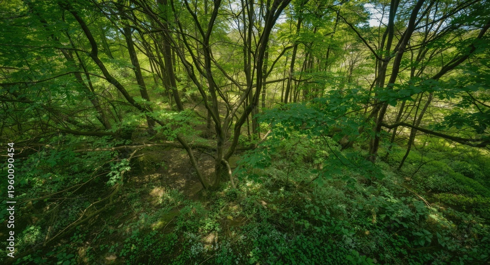 Obraz premium High angle image of thriving woodland grasping the Earth with detailed natural elements