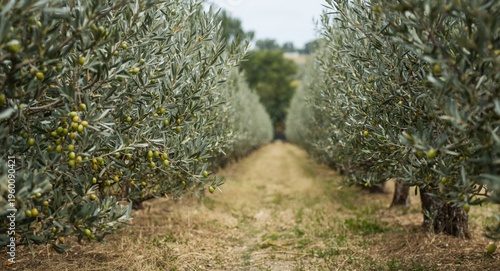 Rustic olive orchard filled...