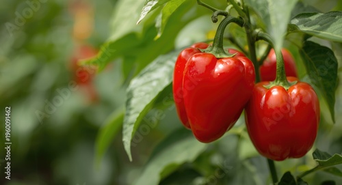 Closeup of hot red peppers ...