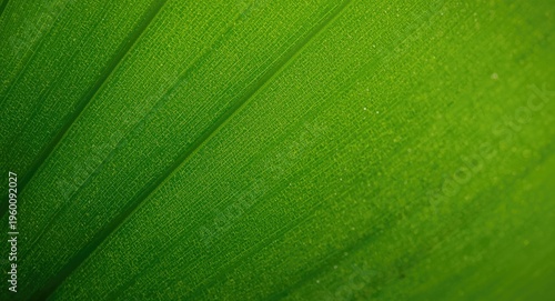 Green detailed texture of o...