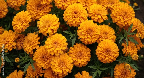Radiant marigold clusters s...