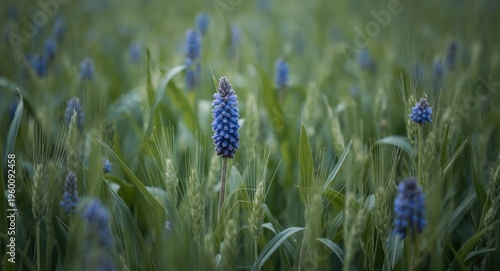 Focused blue cornflowers fl...