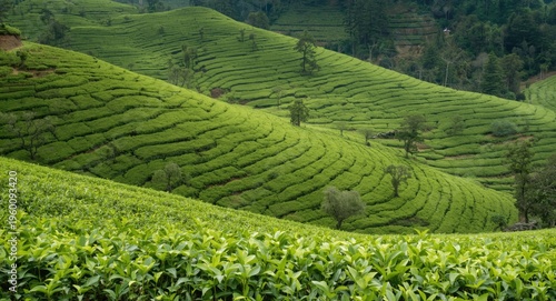 Green tea leaf plantation s...