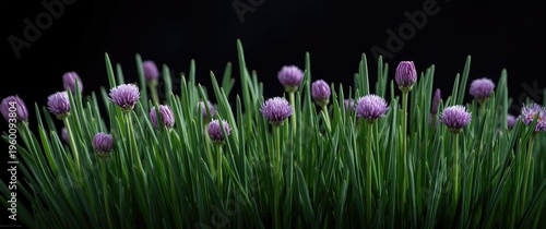 Freshly blooming chives fea...