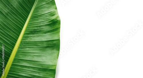 Isolated banana leaf with t...