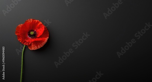Single scarlet poppy flower...