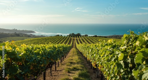 Scenic vineyard with lush g...