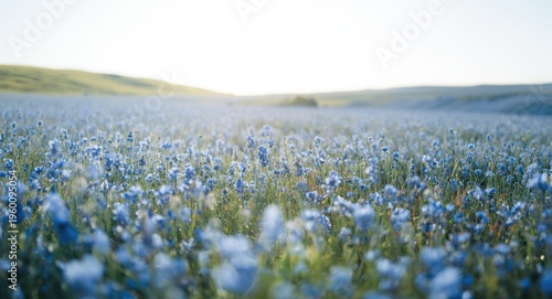 Gently swaying blue flowers...